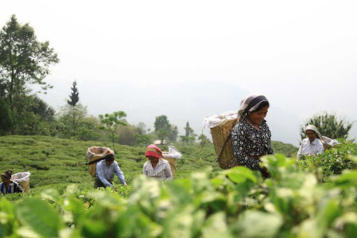 Darjeeling Monteviot Estate 2nd Flush Golden Broken Orange Pekoe Loose Leaf Tea Naturally Grown
