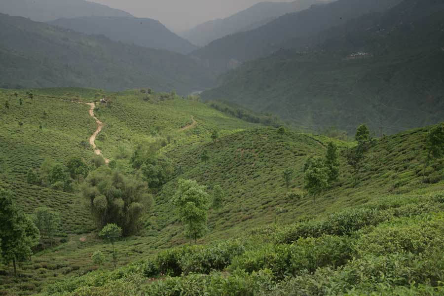 Darjeeling Moondakotee Early 1st Flush FTGFOP Grade 1 Flown In From India