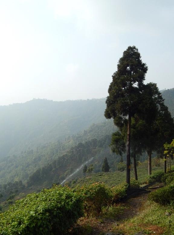 Darjeeling Castleton Estate 1st Flush SFTGFOP Grade 1 Loose Leaf Tea Gently Stirred