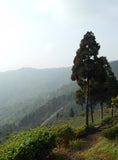 Darjeeling Castleton Estate 1st Flush SFTGFOP Grade 1 Loose Leaf Tea Gently Stirred