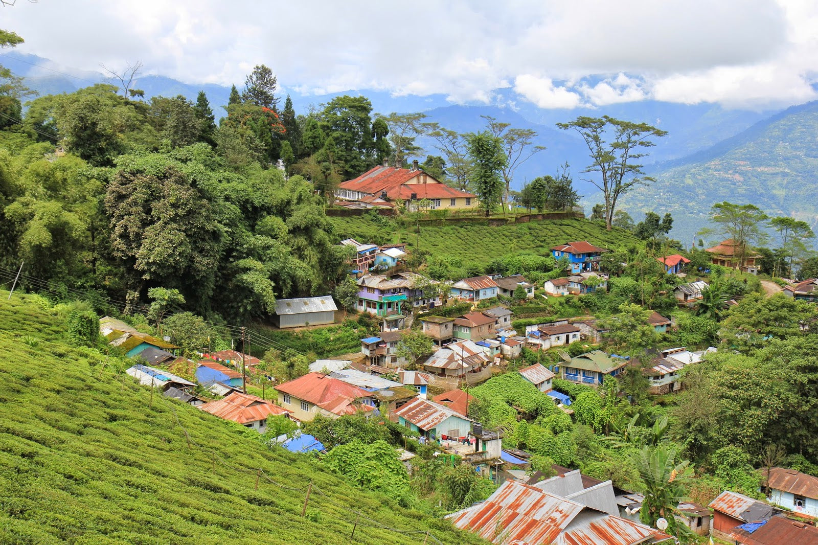 Darjeeling Puttabong Early 1st Flush Organic SFTGFOP Grade 1 2019 Gently Stirred