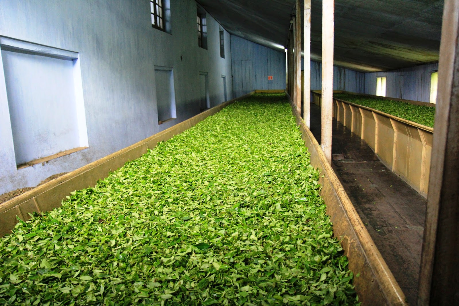 Darjeeling Puttabong Early 1st Flush Organic SFTGFOP Grade 1 2019 Gently Stirred
