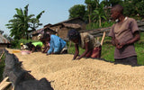 DR Congo Coopade Coop Kivu 3 Coffee Beans Medium Roast Fair Trade UTZ