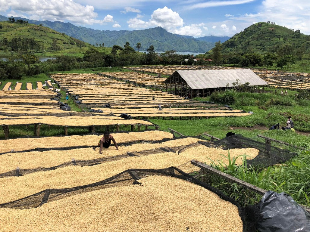 DR Congo Coopade Coop Kivu 3 Coffee Beans Medium Roast Fair Trade UTZ