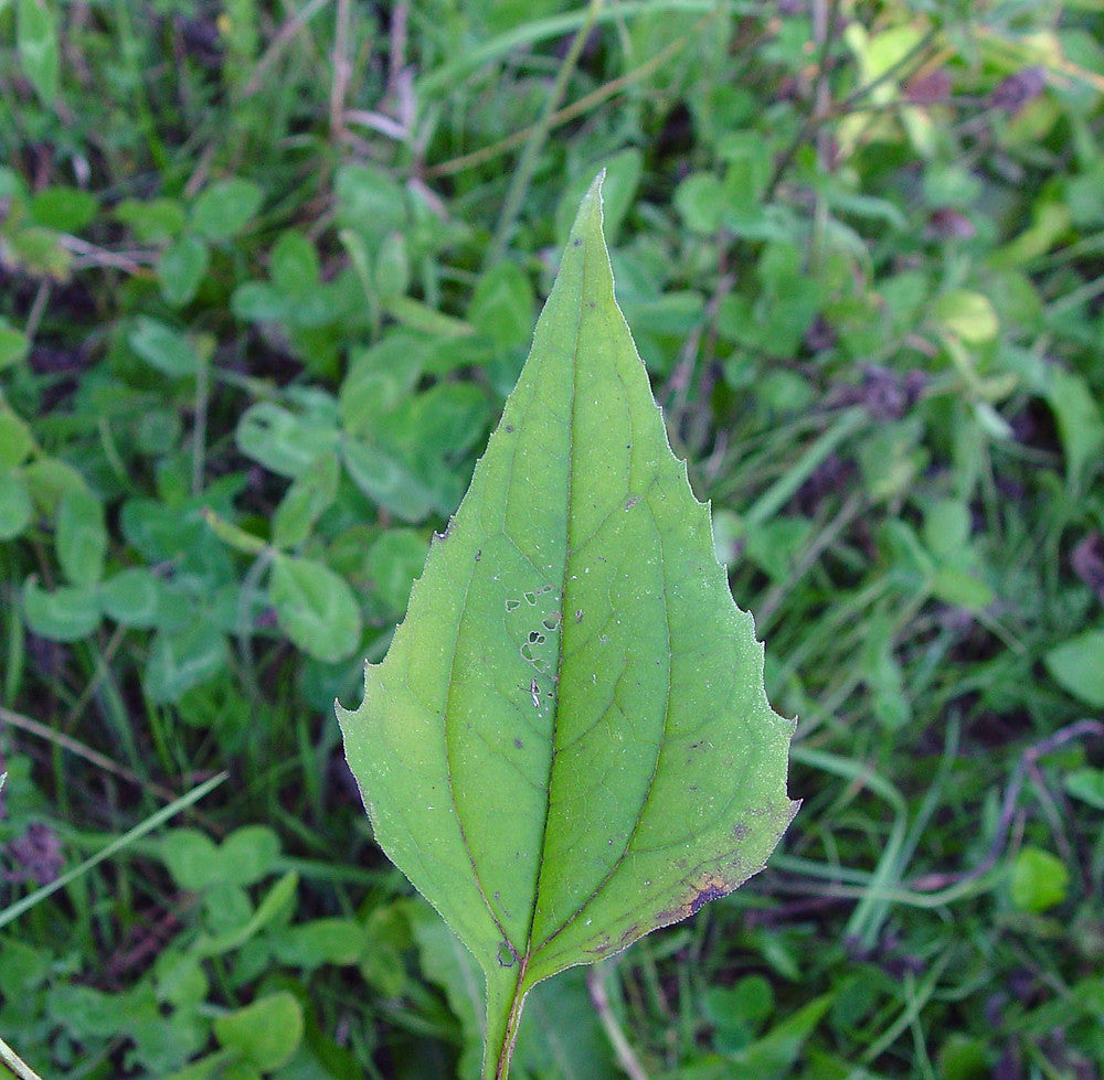 Echinacea Leaves Cut Leaf Infusion Immune System Colds Diabetes Anxiety Osteoarthritis