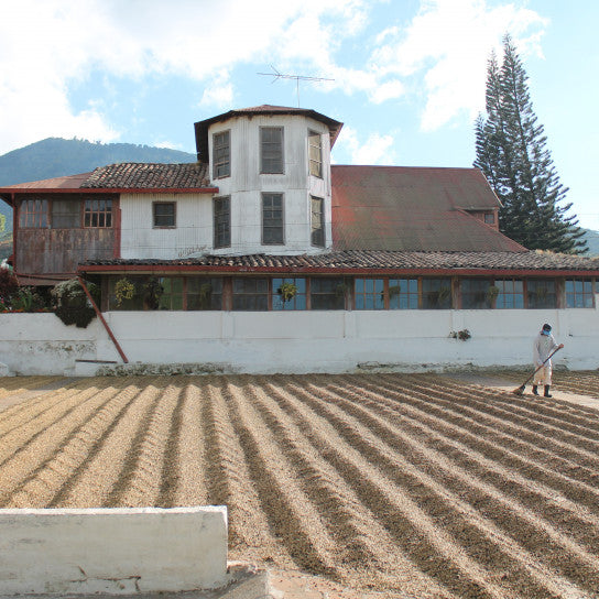 El Salvador Jasal Los Luchadores Pacamara Whole Coffee Beans Dark Roast Double Soaked