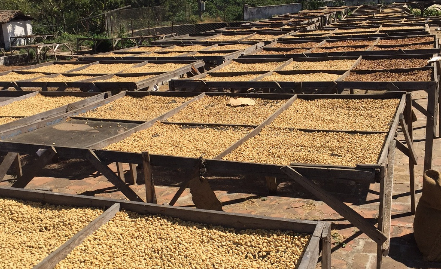 El Salvador Jasal Los Luchadores Pacamara Whole Coffee Beans Dark Roast Double Soaked