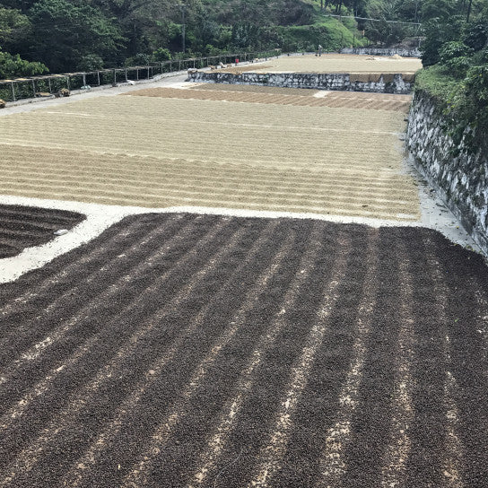 El Salvador Jasal Los Luchadores Pacamara Whole Coffee Beans Dark Roast Double Soaked