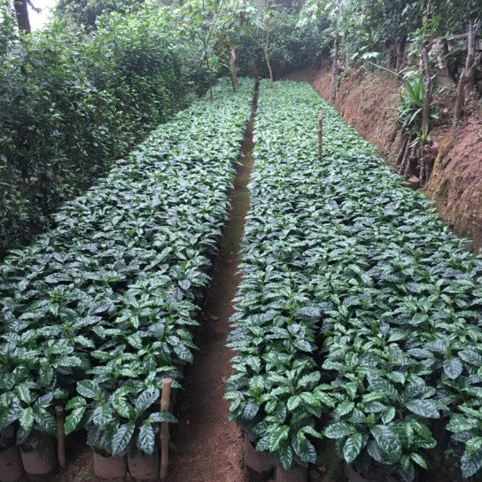 El Salvador Jasal Los Luchadores Pacamara Whole Coffee Beans Dark Roast Double Soaked