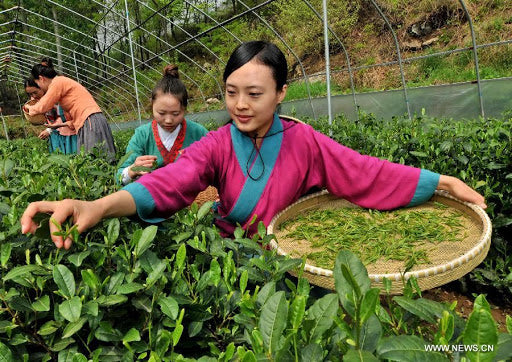 En Shi Yu Lu Naturally Grown Jade Dew Loose Leaf Green Top 10 Tea Traditional Gyokuro