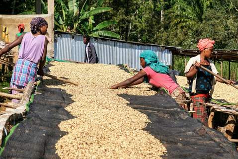 Ethiopian Limu Washed Grade 2 Whole Dark Coffee Beans Good Body Depth Flavour