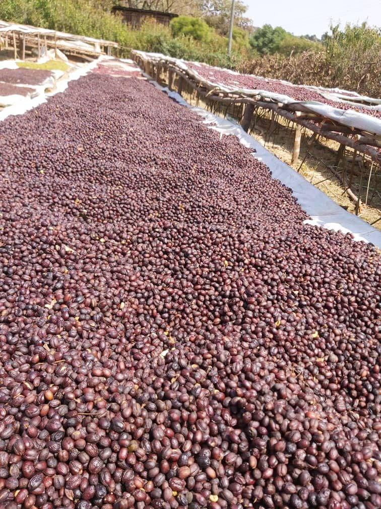 Ethiopian Limu Washed Grade 2 Whole Dark Coffee Beans Good Body Depth Flavour