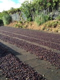 Ethiopian Mocha Djimmah Grade 5 Coffee Beans Medium Roast Medium Strength