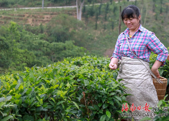 Chinese Ginseng Oolong Premium Lan Gui Ren Tea Speciality Rare Hand Rolled