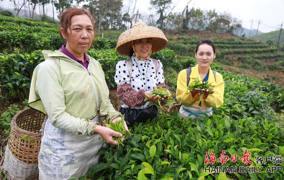 Chinese Ginseng Oolong Premium Lan Gui Ren Tea Speciality Rare Hand Rolled