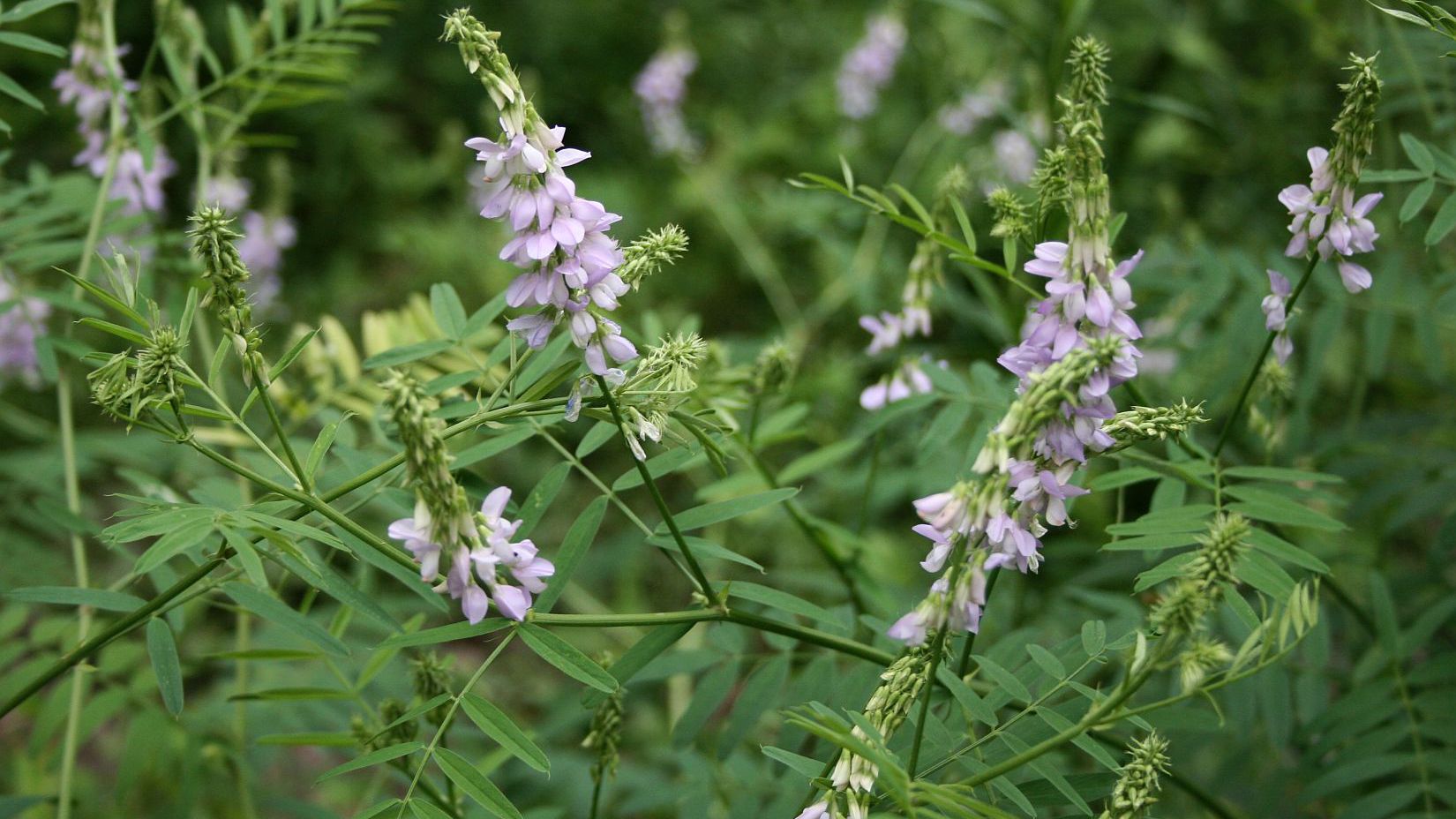 Horsetail Naturally Grown Tea Or Tisane Very Healthy Lovely Unusual Drink Rich In Silicon