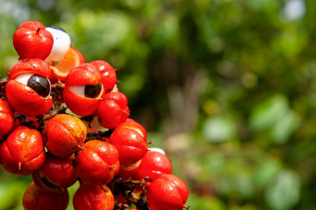Guarana Pu Erh Wellness Loose Leaf Black Tea Very Healthy Tea Said To Help With Weight Loss