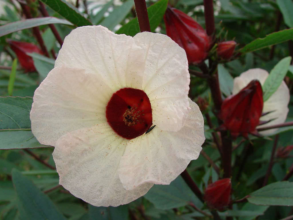 Hibiscus Flower Naturally Grown Loose Herb Tea Tisane For Healthy Living Petals