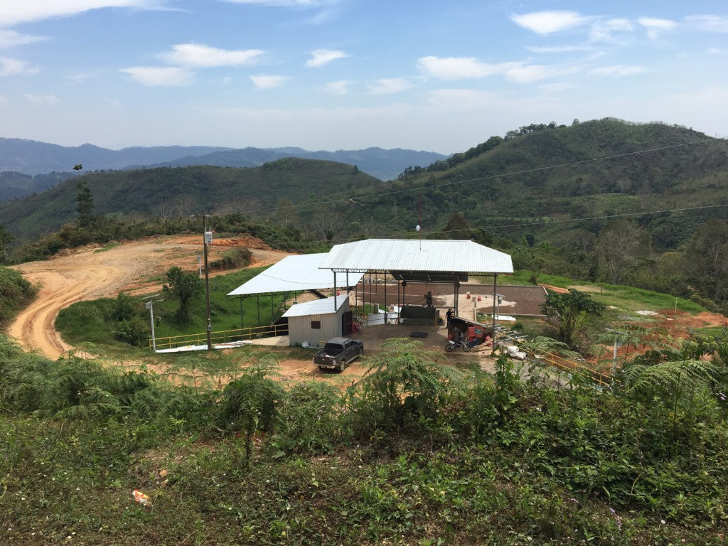 Honduras Gloria Maribel Orellana Fair Trade Whole Coffee Bean Speciality