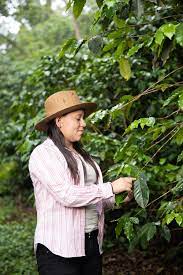 Honduras Yeni Abrego Micro-lot 1-2-1 Fair Trade Whole Coffee Bean Speciality