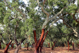 Honeybush Cinnamon and Apple Herbal South African Health Drink Tisane Tea Loose Leaf