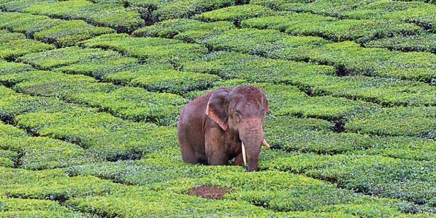 Indian Nilgiri Korakundah Bio Flowery Orange Pekoe Loose Leaf Black Tea
