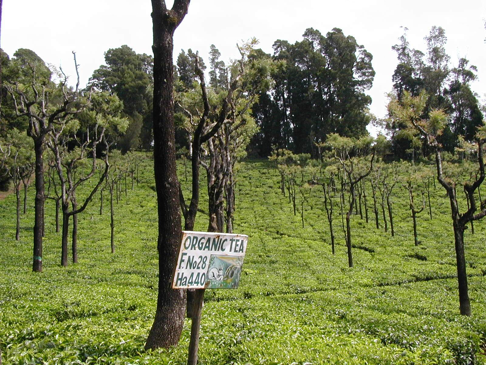 Indian Nilgiri Korakundah Bio Flowery Orange Pekoe Loose Leaf Black Tea