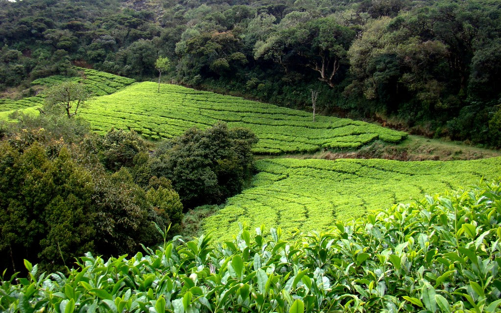Indian Nilgiri Korakundah Bio Flowery Orange Pekoe Loose Leaf Black Tea