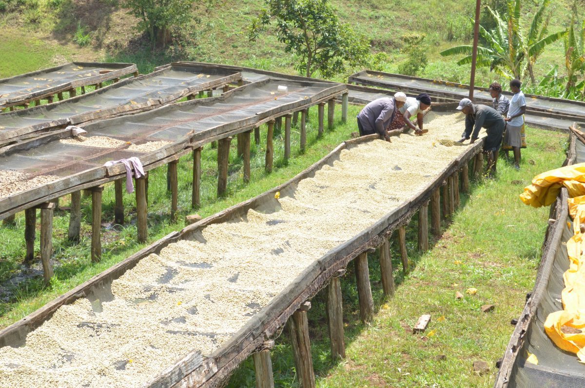 Kenya Acacias AA Grade Coffee Beans Dark Roasted Superb Flavour High Quality