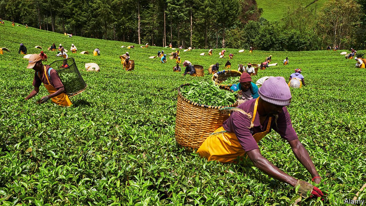 Kenya Milima Golden Flowery Broken Orange Pekoe Loose Leaf Black Tea Orthodox Leaf