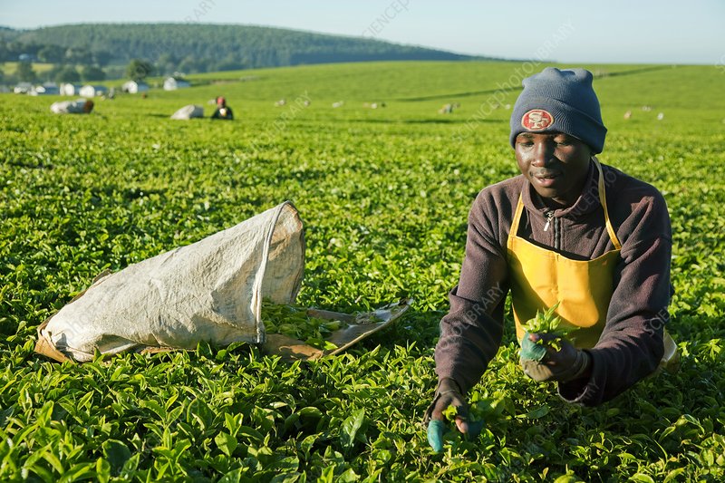 Kenya Milima Golden Flowery Broken Orange Pekoe Loose Leaf Black Tea Orthodox Leaf