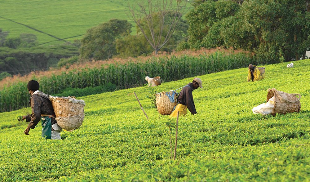 Kenya Tumoi Golden Tips Nandi Hills Orange Pekoe Loose Leaf Black Tea