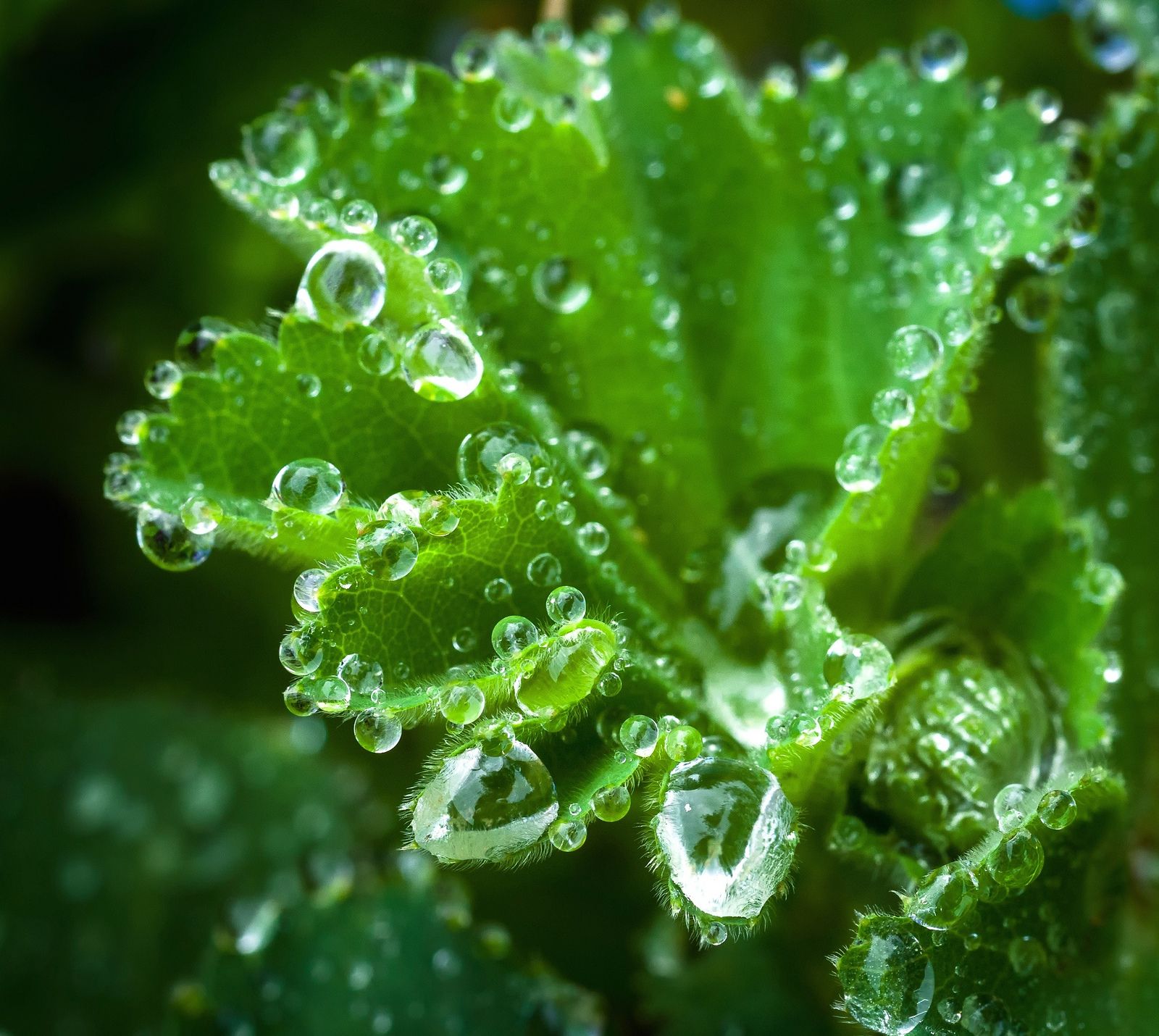 Lady's Mantle Herbal Tea Helps With Menopause PMS Hot Flushes Aids Relaxation And Encourages Sleep