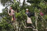 Laos Laothang Orange Pekoe Green Tea Healthy High Quality Traditional