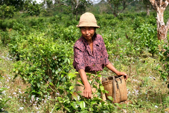 Laos Laothang Orange Pekoe Green Tea Healthy High Quality Traditional