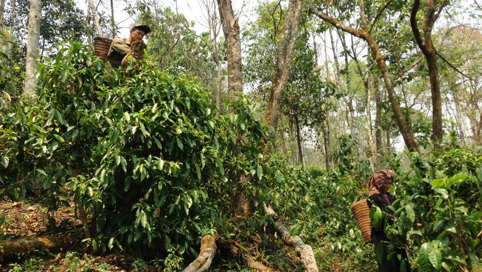 Laos Laothang Orange Pekoe Green Tea Healthy High Quality Traditional