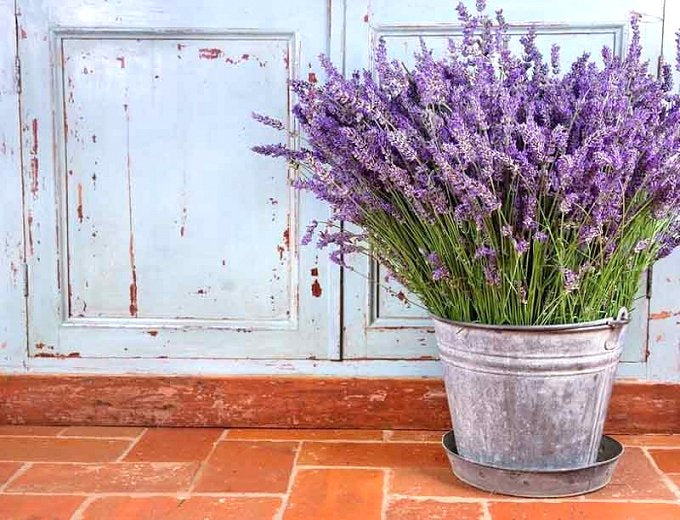 Lavender Flower Tea Herbal Infusion Gently Stirred