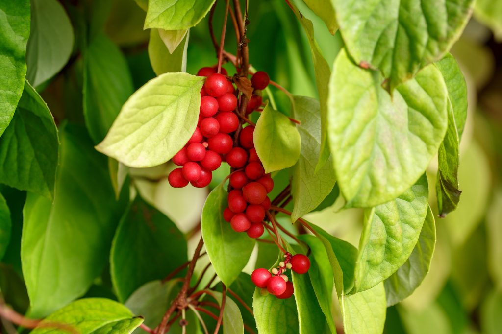 Mood Enhancing Memory Tea Herbal Infusion Really Great Lemon Wonderful Taste