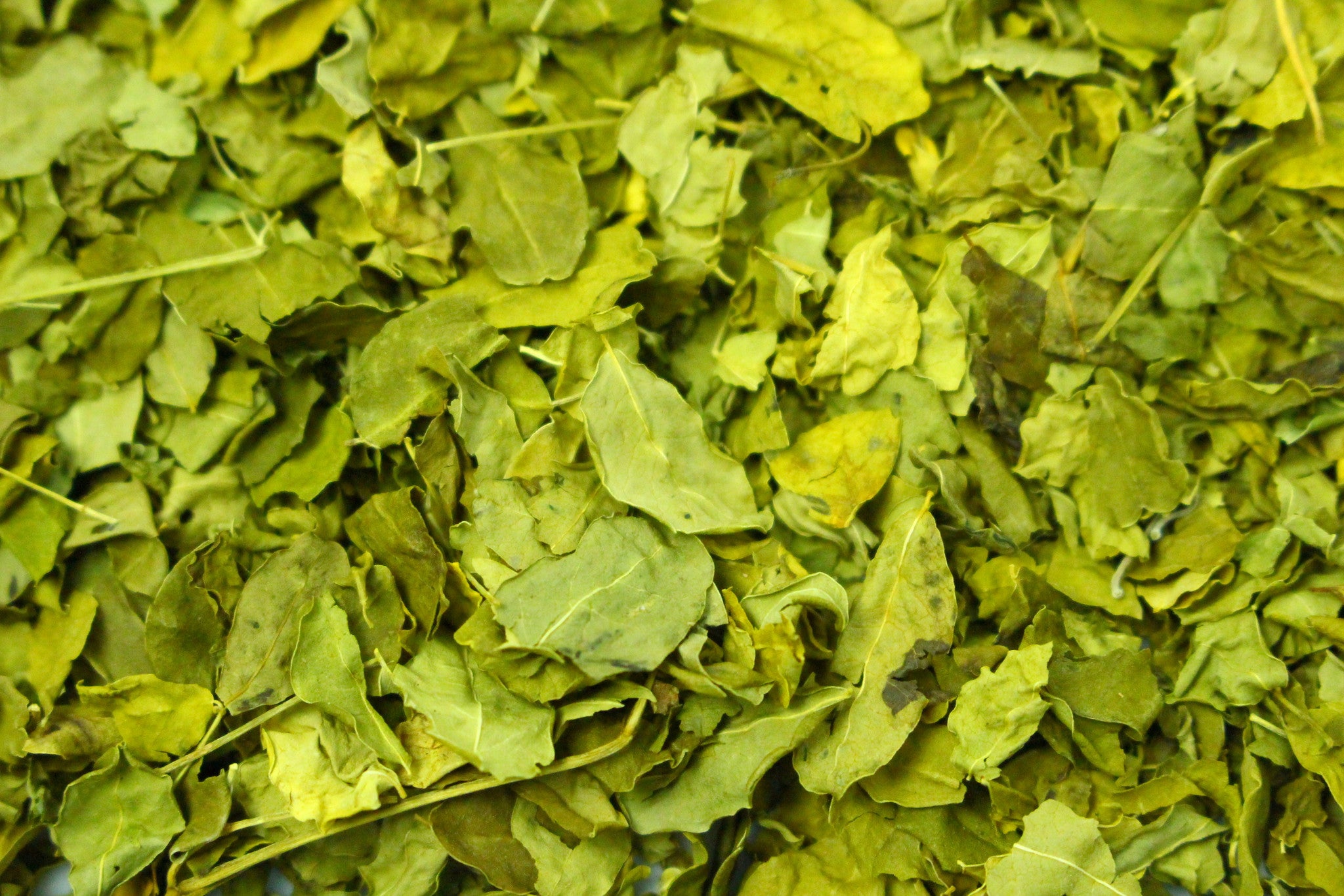 Moringa Leaf Organic Tea Tisane Gently Stirred