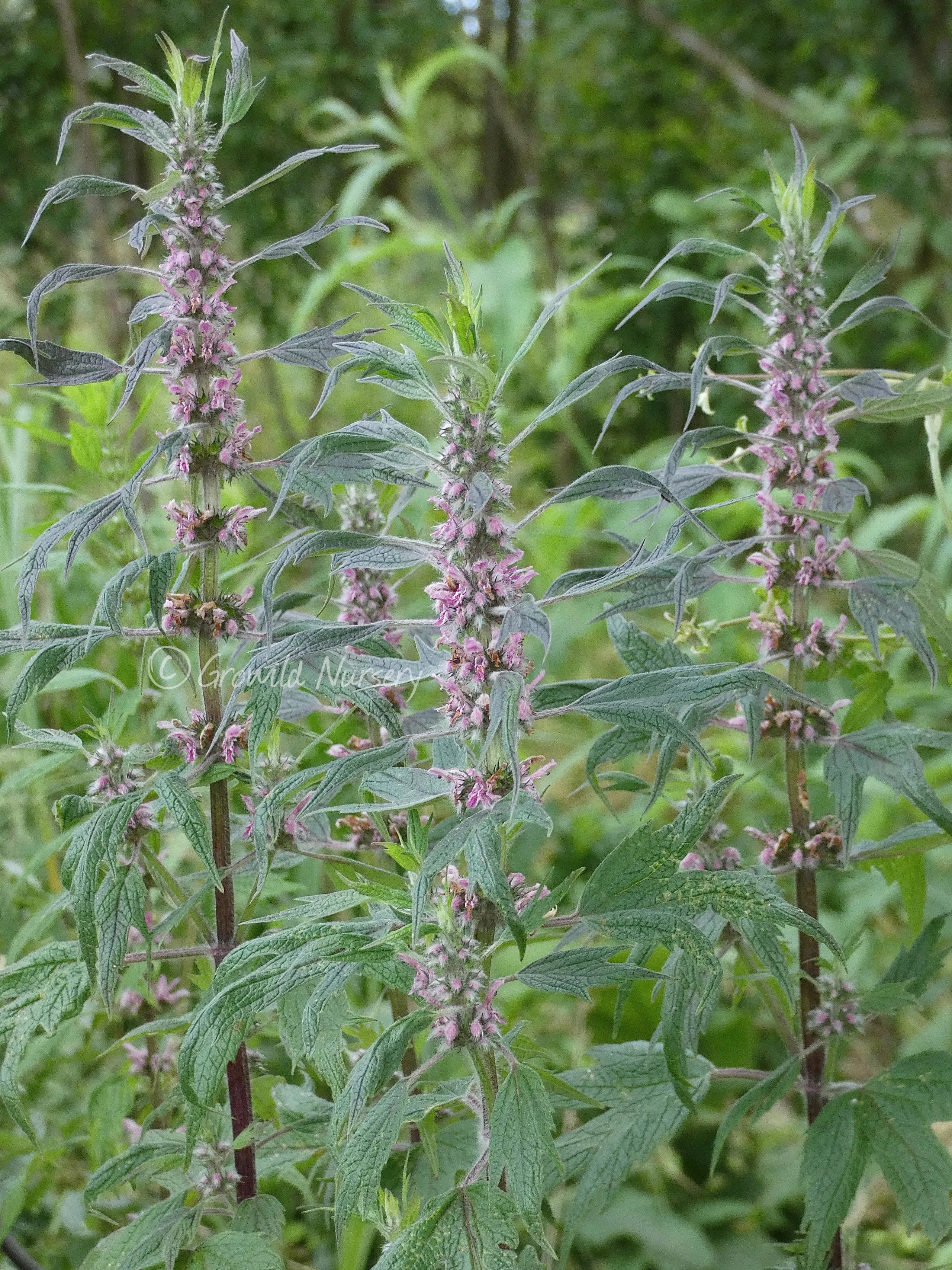 Motherwort Naturally Grown Herbal Tea Infusion For Depression Loose Leaf Traditional