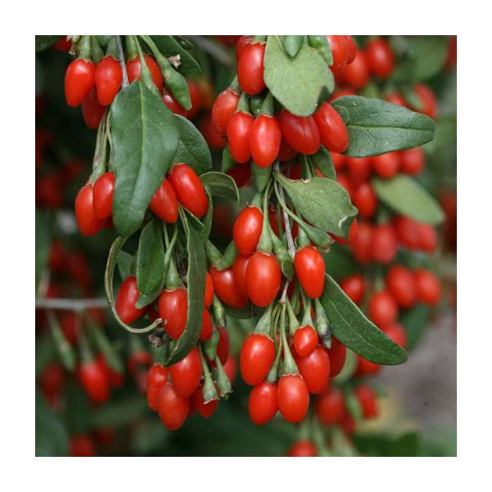 Mountain Top Goji Berry Herb Blend Shepherd's Tea Ironwort Incredibly Healthy