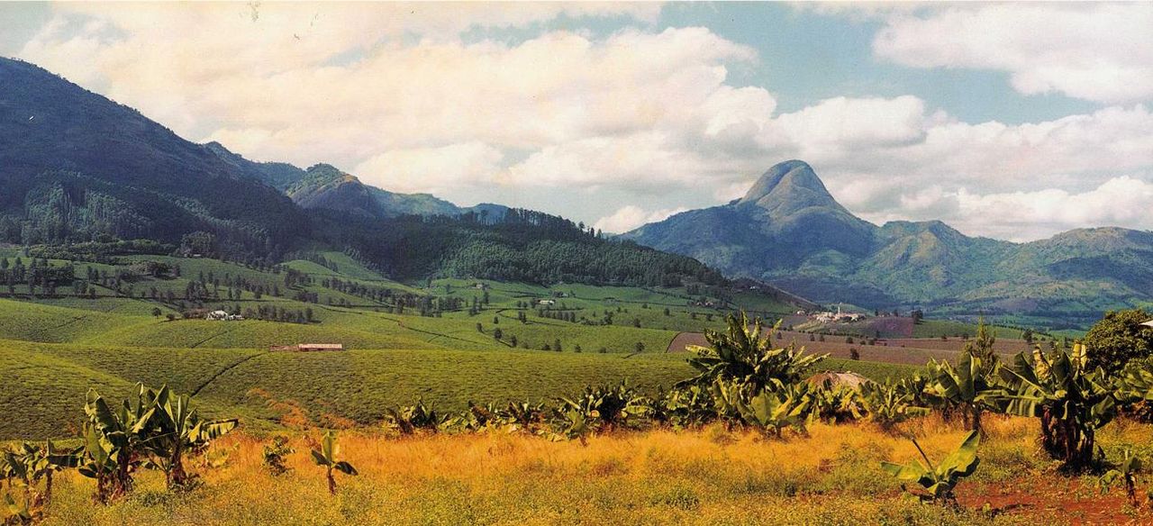Mozambique Monte Metilile Black CTC Loose Leaf Tea African Tea Fair Trade UTZ