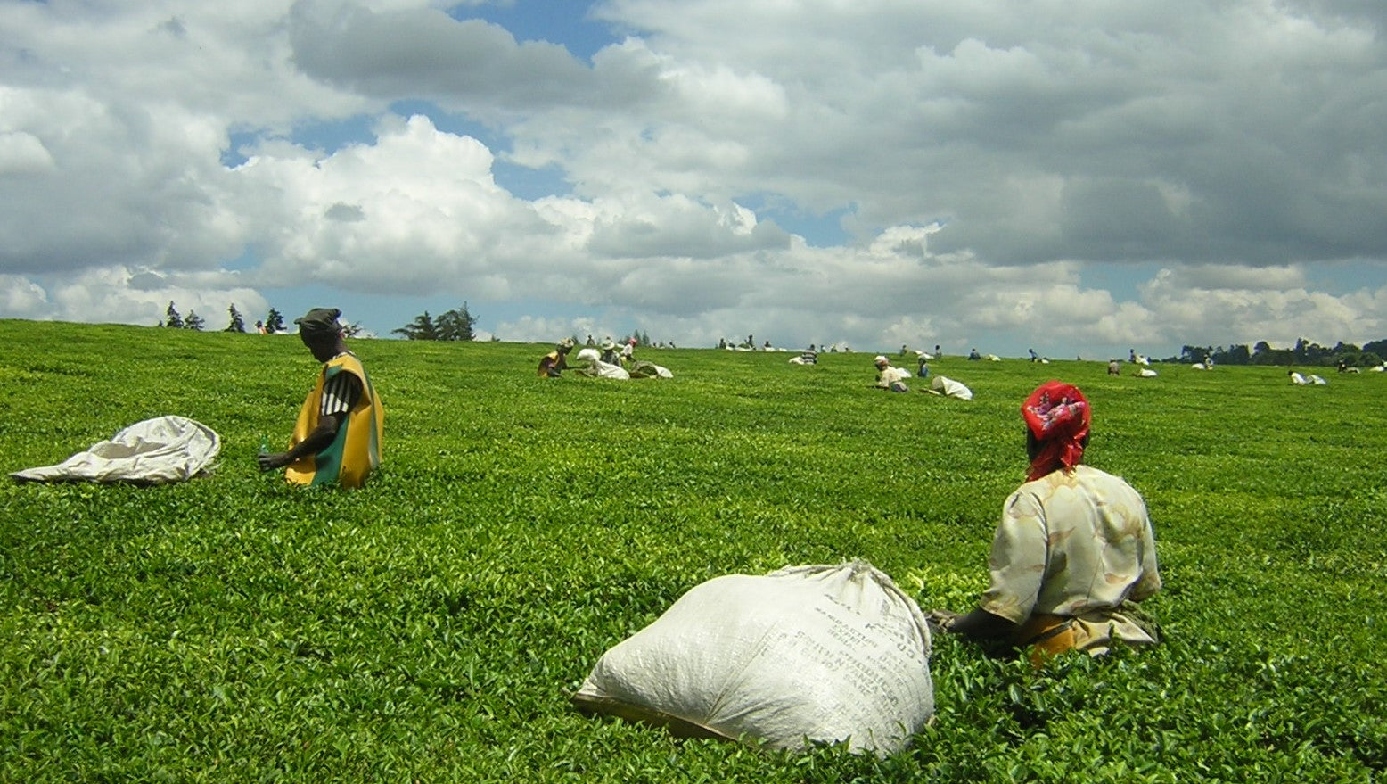 Mozambique Monte Metilile Black CTC Loose Leaf Tea African Tea Fair Trade UTZ