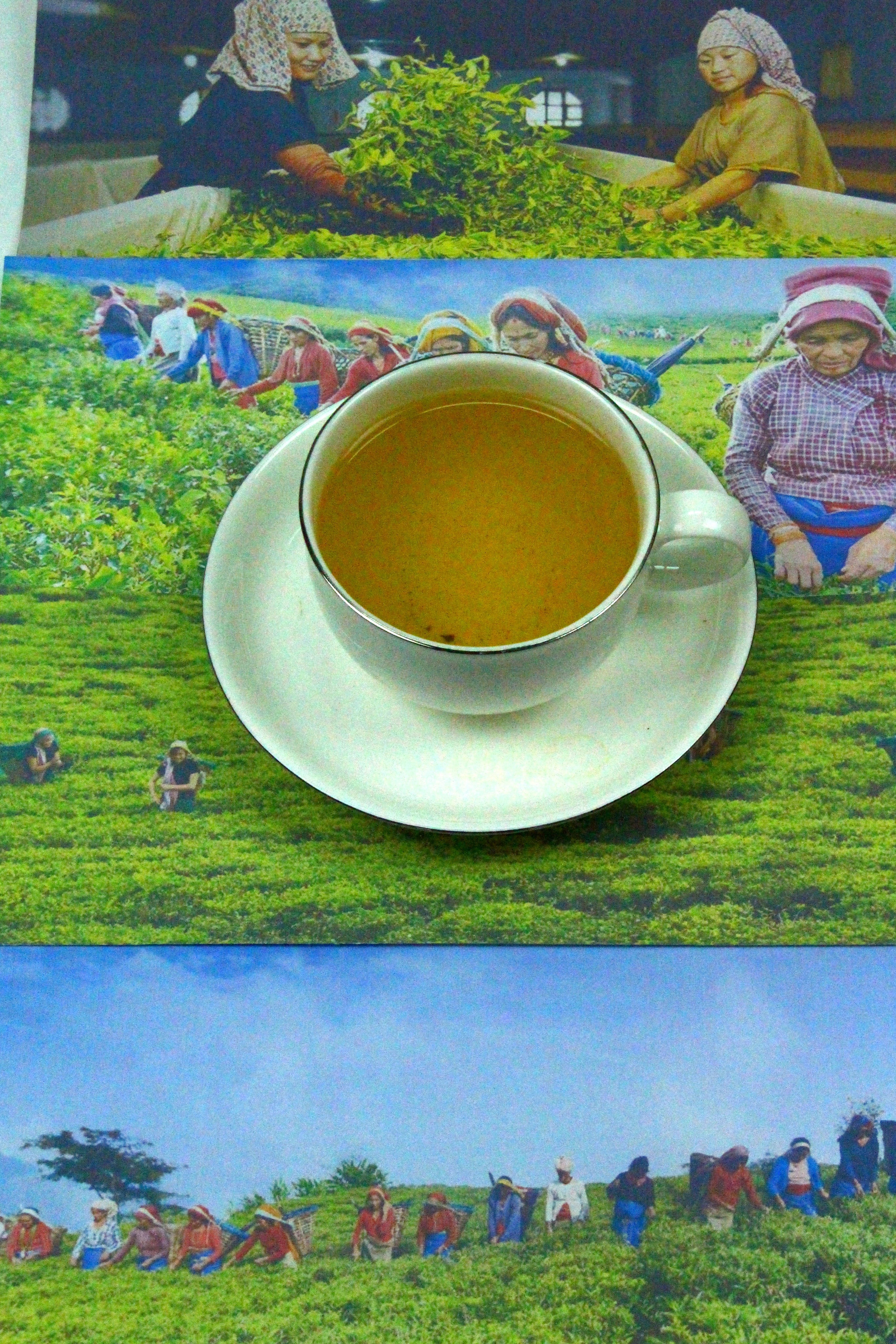Nepal Guranse SFTGFOP Grade 1 Emerald Green Organic Loose Leaf Tea Gently Stirred