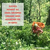 Nepal Kanchanjangha FTGFOP Grade 1 Green Organic Tea Gently Stirred