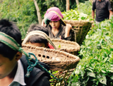 Nepal Kanchanjangha FTGFOP Grade 1 Green Organic Tea Gently Stirred