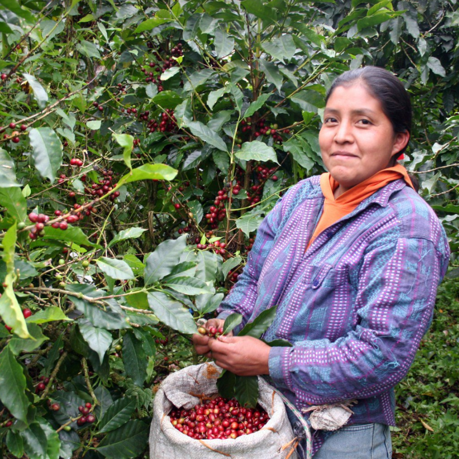 Nicaragua Flores del Cafe Women's Fund Project Coffee Sweet Spicy and Wonderful