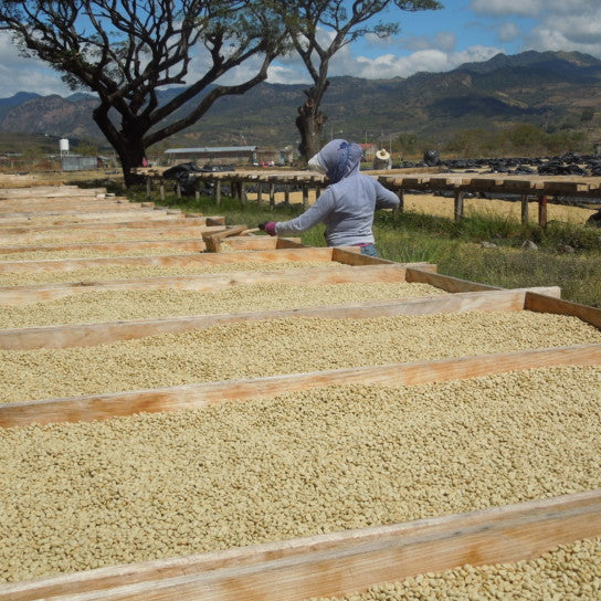 Nicaragua Finca Las Morenitas Natural Micro-lot Rainforest Alliance Whole Coffee Beans