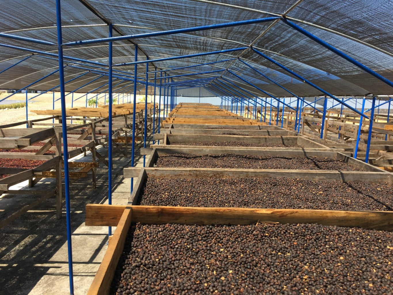 Nicaragua Finca Las Morenitas Natural Micro-lot Rainforest Alliance Whole Coffee Beans
