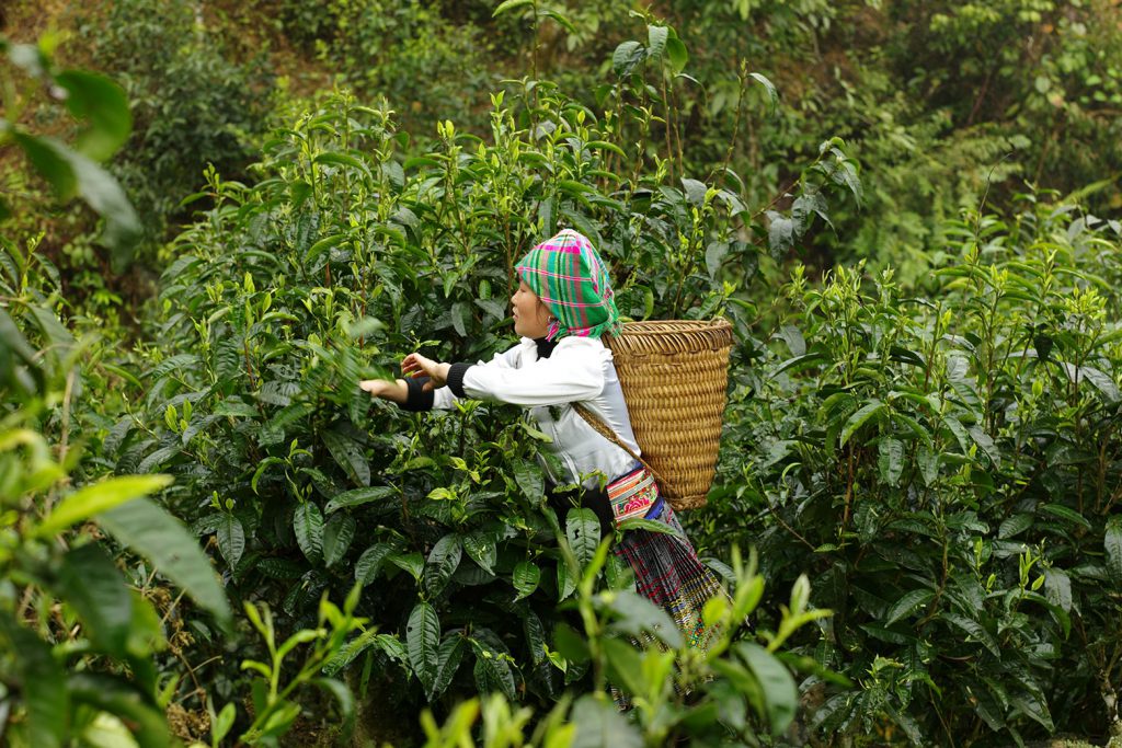 Pai Mu Tan White Tea Special Grade 6900 Fuding Loose Leaf White Peony Green Tea One Of The Healthiest Teas In The World